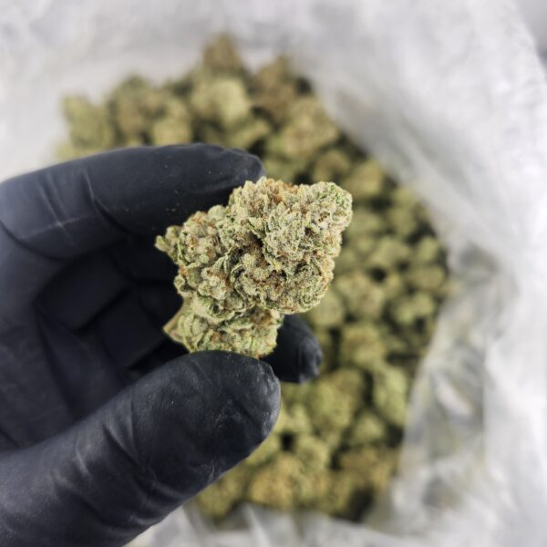 GG4 - Image 2