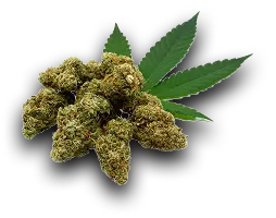 Strain Image