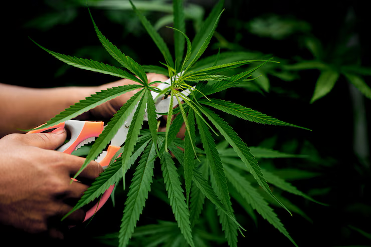 Experience Cannabis in a Great Way with Edible Marijuana