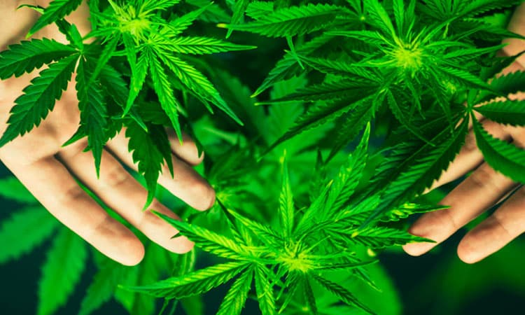 Buy Marijuana Online