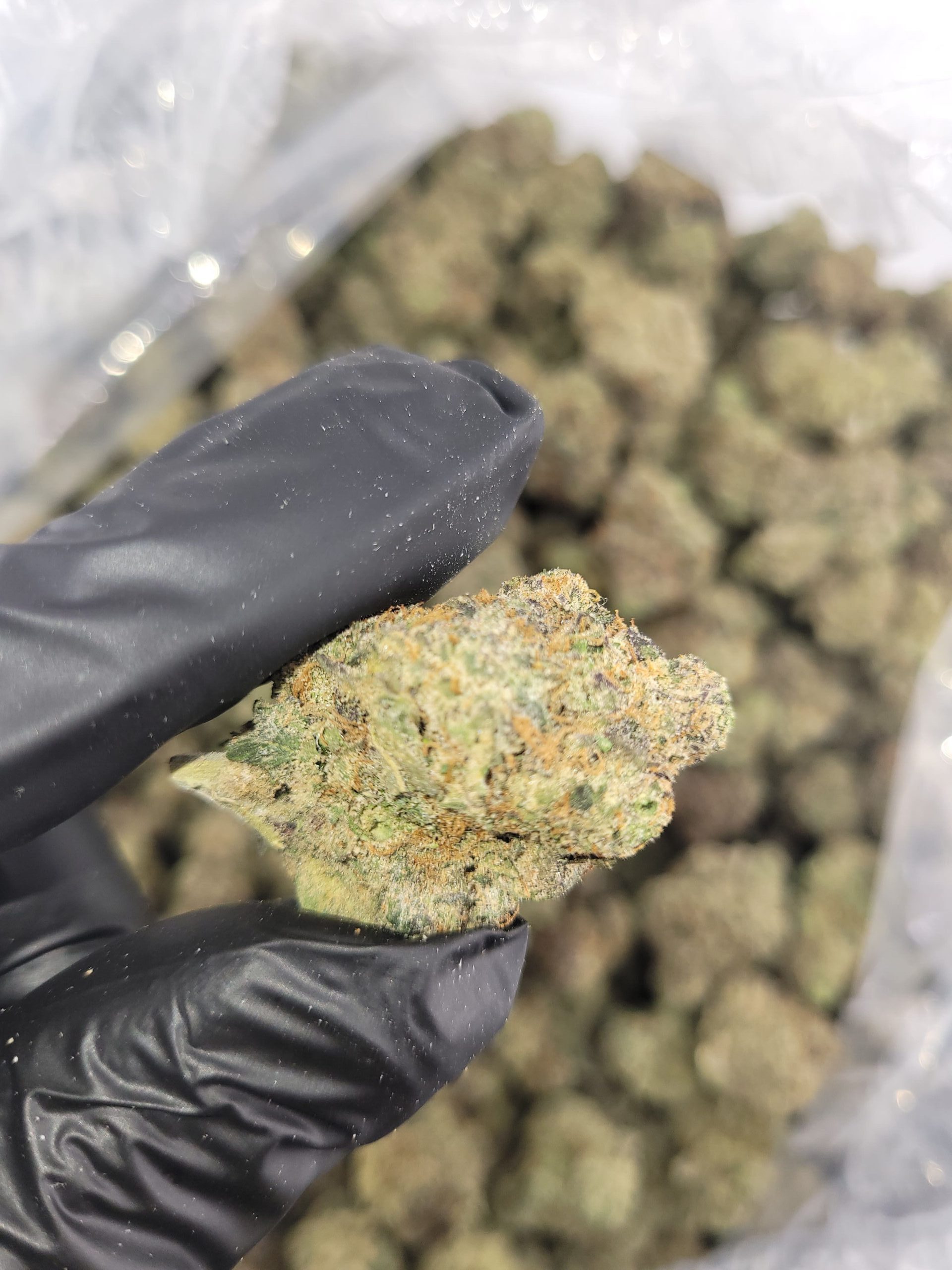 Blue Raspberry Runtz Premium Blue Runtz Strain Indoor Weed | Buy Online Today