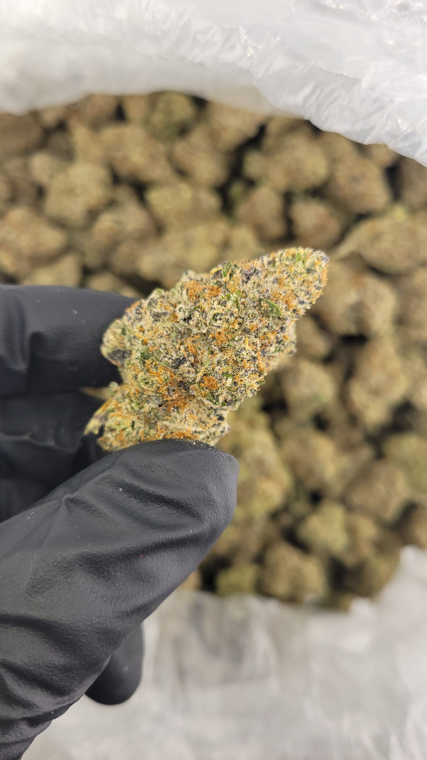 Nightwalker Chilli Buy Premium Night Walker Strain Online | Eighths and Ounces