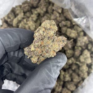 Gelato 47 Strain