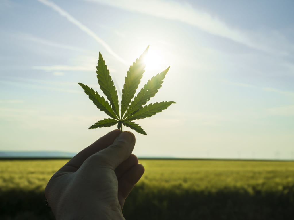 Buy Cannabis Online